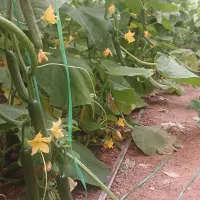 گلخانه-مهریز