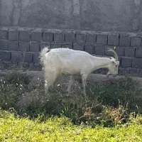 بز سانن|حیوانات مزرعه|محمدشهر, محمدشهر|دیوار