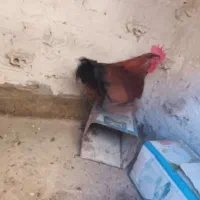 دوتا خروس محلی جوان