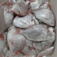 ماهی تازه هندیجان ازقایق به مصرف کننده