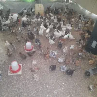جوجه گلین