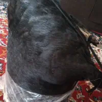 روغن محلی گوسفندی