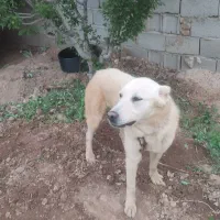 واگذاری سگ|سگ|ایلخچی, |دیوار