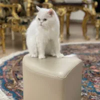 پرشین کلاسیک ماده