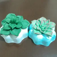 گلدان کاکتوس