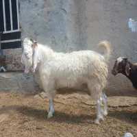 نربز پاکستانی ۴دندان|حیوانات مزرعه|آشخانه, |دیوار