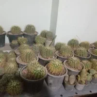 گل کاکتوس|گل و گیاه طبیعی|قوچان, |دیوار