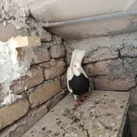 نرماده طوقی جوجه کن|پرنده|دورود, |دیوار