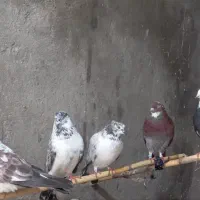 غریب گیری|پرنده|قائمشهر, |دیوار