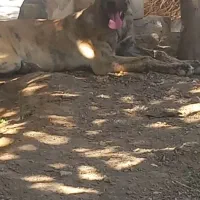 توله ماده درشت