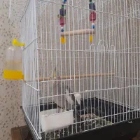 عروس هلندی سینامون