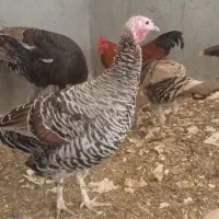 ۳ عدد بوقلمون ماده فروشی|حیوانات مزرعه|سنقر, |دیوار