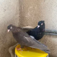 کبوتر معاوضه با ضبط ضبط فابریک ۲۰۶ معاوضه با کفتر