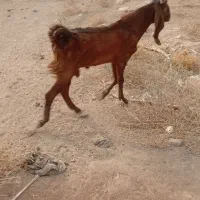 یک عدد بز نر