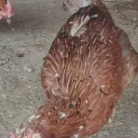 مرغ گلین بومی خروس گلین