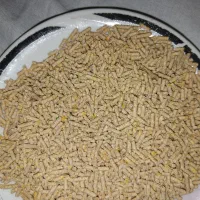 دان مرغ خانگی،استارتر اصلی