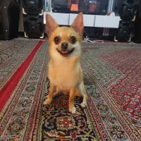 شیواوا ماده