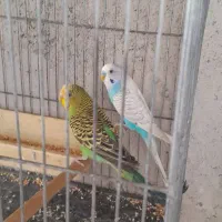 فنج|پرنده|شهریار, رضی آباد بالا|دیوار