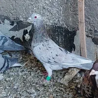 صیدبوم بلند