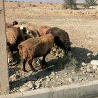 فروش 20 راس میش داشتی ابستن مایه کرده|حیوانات مزرعه|جره و بالاده, |دیوار