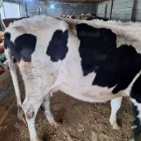 گاو هولشتاین 3ماه حامله