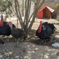 بوقلمون  نر ۱ساله برنز  درشت و سنگین وزن ارگانیک|حیوانات مزرعه|تهران, پاسداران|دیوار