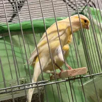 قناری جیبر سوپر رسمی|پرنده|قزوین, |دیوار