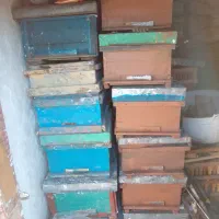 زنبورعسل وکندو