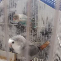 جفت کوتوله