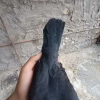 سرمخملی|پرنده|کرمان, |دیوار