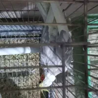 ۱۰تا عروس|پرنده|بروجرد, |دیوار