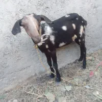 گیسه براداشت دوقلو زا