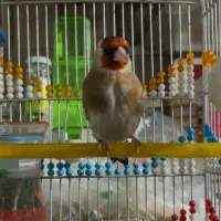 دورگ سرسیاه معاوضه