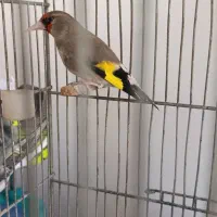 سهره مست مست