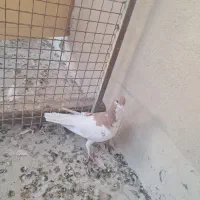 شهری|پرنده|شیراز, شهرک مهدی‌آباد|دیوار