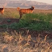 سگ گله|سگ|سبزوار, رباط|دیوار