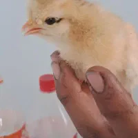 جوجه گلپایگانی