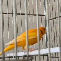 فروش قناری نر و ماده|پرنده|جم, |دیوار