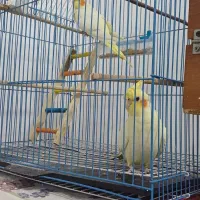 عروس هلندی