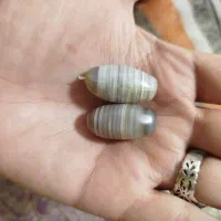 مهره ی سلیمانی(برد)