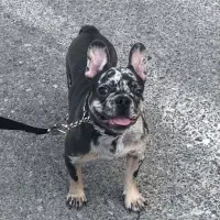 واگذاری سگ فرنچ پولداگ بازیگوش و باهوش|سگ|هچیرود, |دیوار