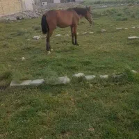 چهارباع