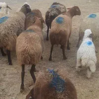 خریدوفروش دام سبک و سنگین ب بالاترین قیمت|حیوانات مزرعه|خمین, |دیوار