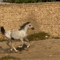اسب کرد پرخون ۴ب۵ سرو دم گیر