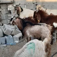 کهره نرگوشتی|حیوانات مزرعه|بندرعباس, |دیوار