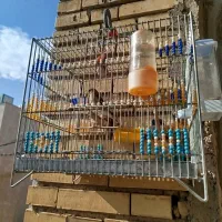 سهره سهره کرمونی