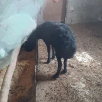 بره نر چاق فقط امروز و فردا