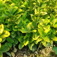 گل شمشاد|گل و گیاه طبیعی|رشت, حمیدیان|دیوار