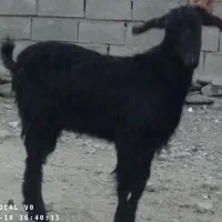 گوسفند فروشی|حیوانات مزرعه|سراوان, |دیوار