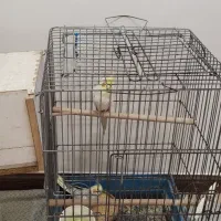 پرنده عروسک هلندی